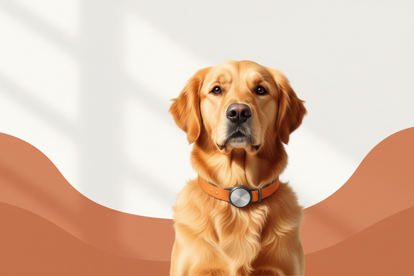 Safety & Tracking — Dogs