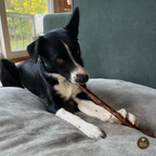 10-12 Inch Champion Chew