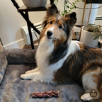 6 Inch Braided Jerky Stick