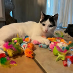 Kitten Toys Variety Pack