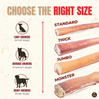 6 Inch Thick Bully Stick